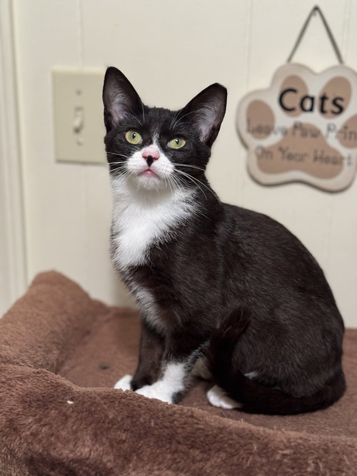 Penelope, an adoptable Domestic Short Hair in Hammond, LA