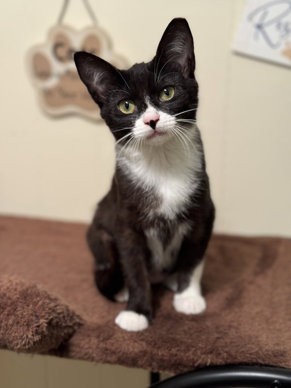 Penelope