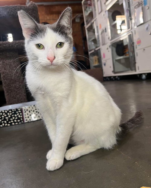 Edwin, an adoptable Domestic Short Hair in Hammond, LA