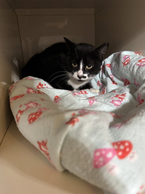 picture of the cat needing adoption