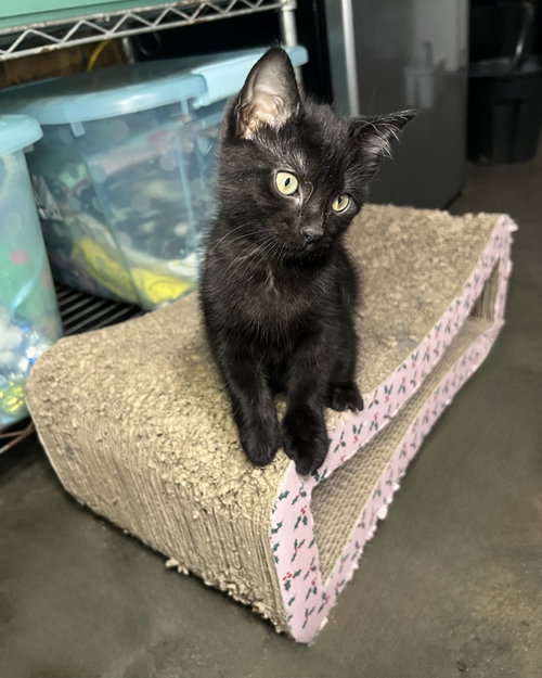 Paris, an adoptable Domestic Medium Hair in Hammond, LA