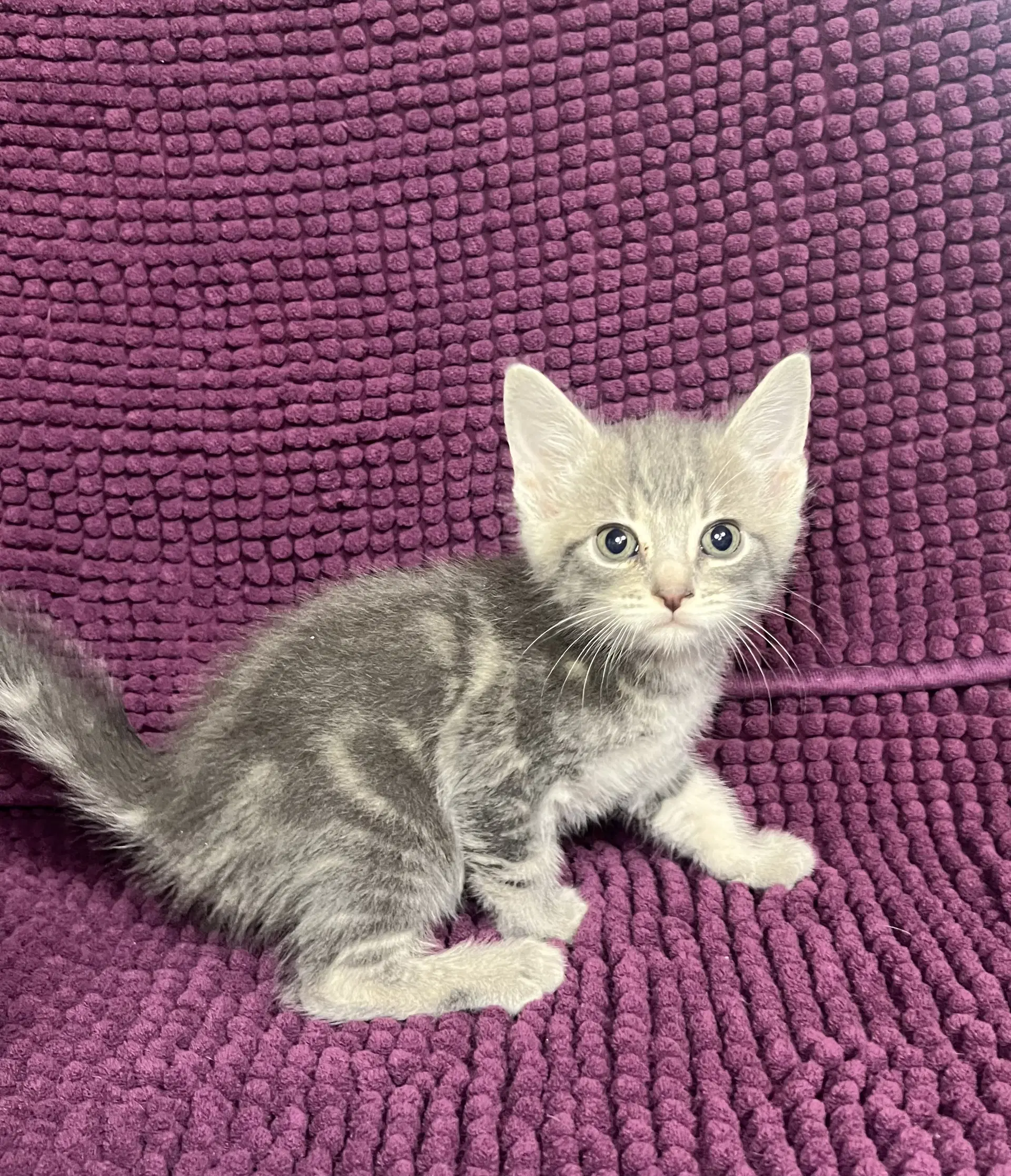 Parker - Domestic Short Hair