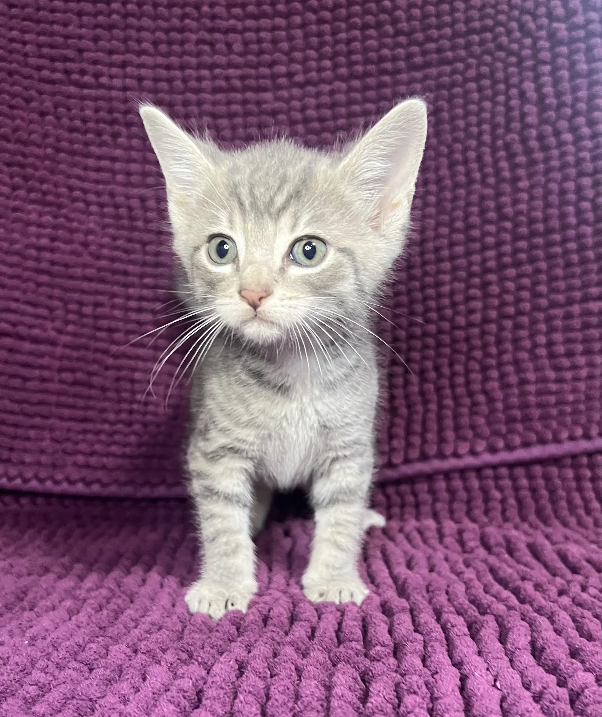 Eli - Domestic Short Hair