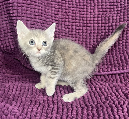 Winnie, an adoptable Dilute Tortoiseshell in Hammond, LA