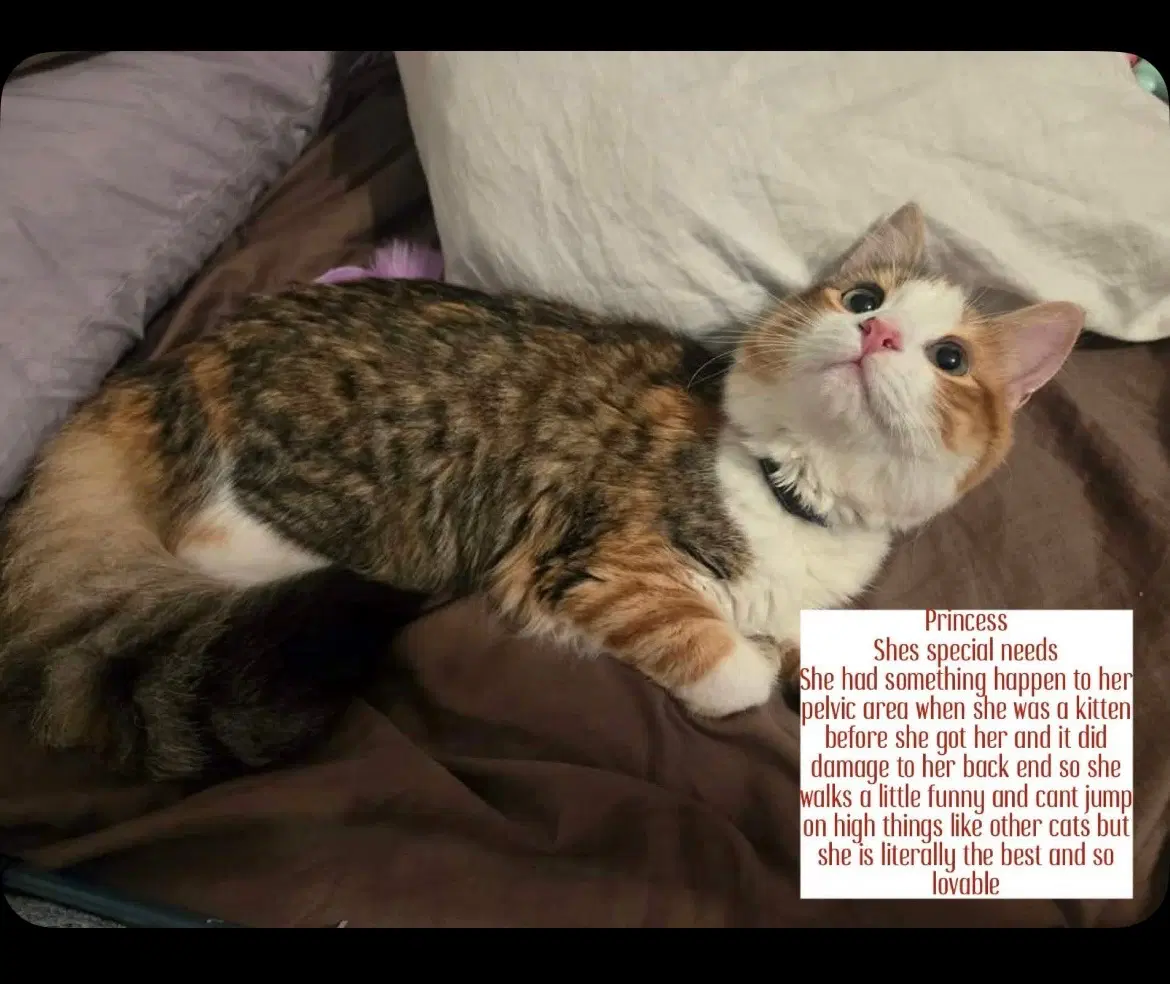 Princess - Calico