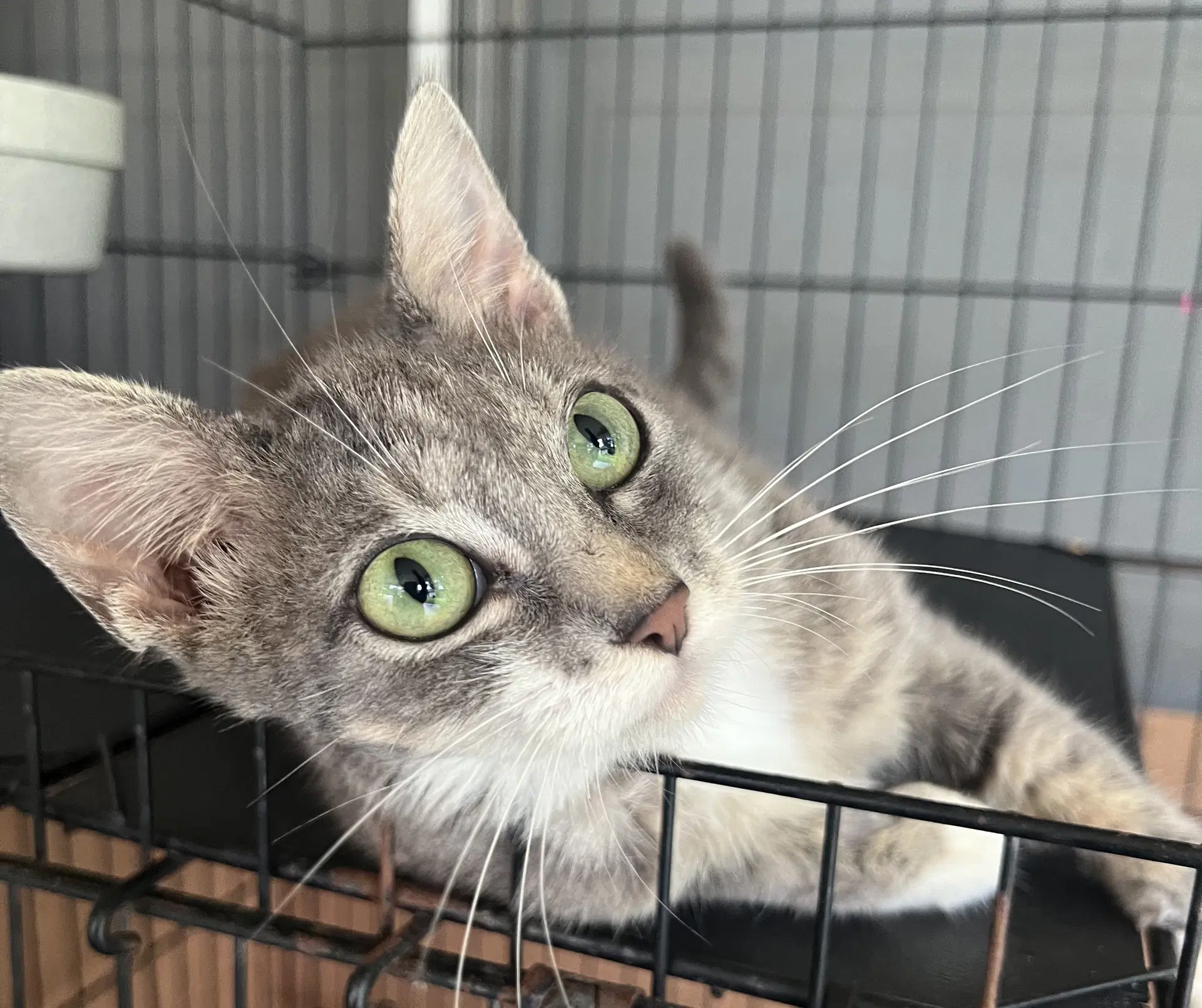 Tessa - Domestic Short Hair
