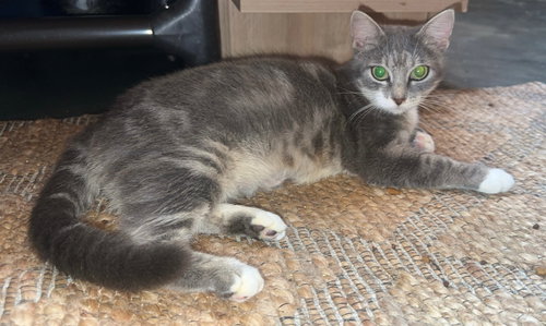picture of the cat needing adoption