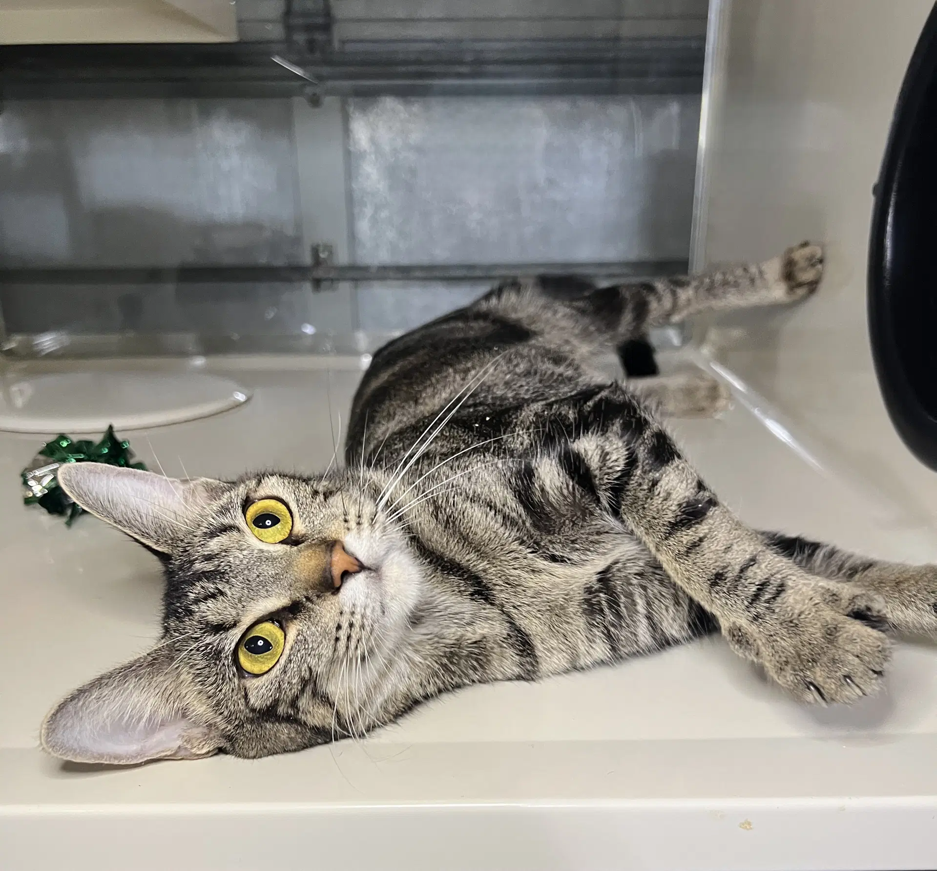 Cassie - Domestic Short Hair