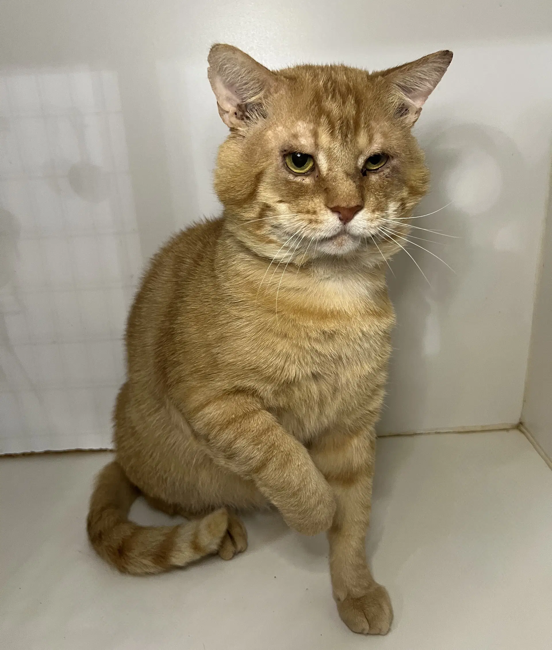 Garfield - Domestic Short Hair