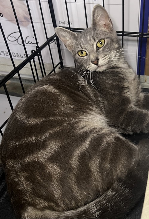 Hazel