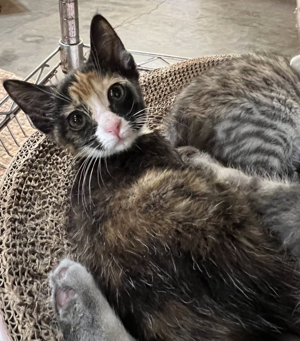 Cleo