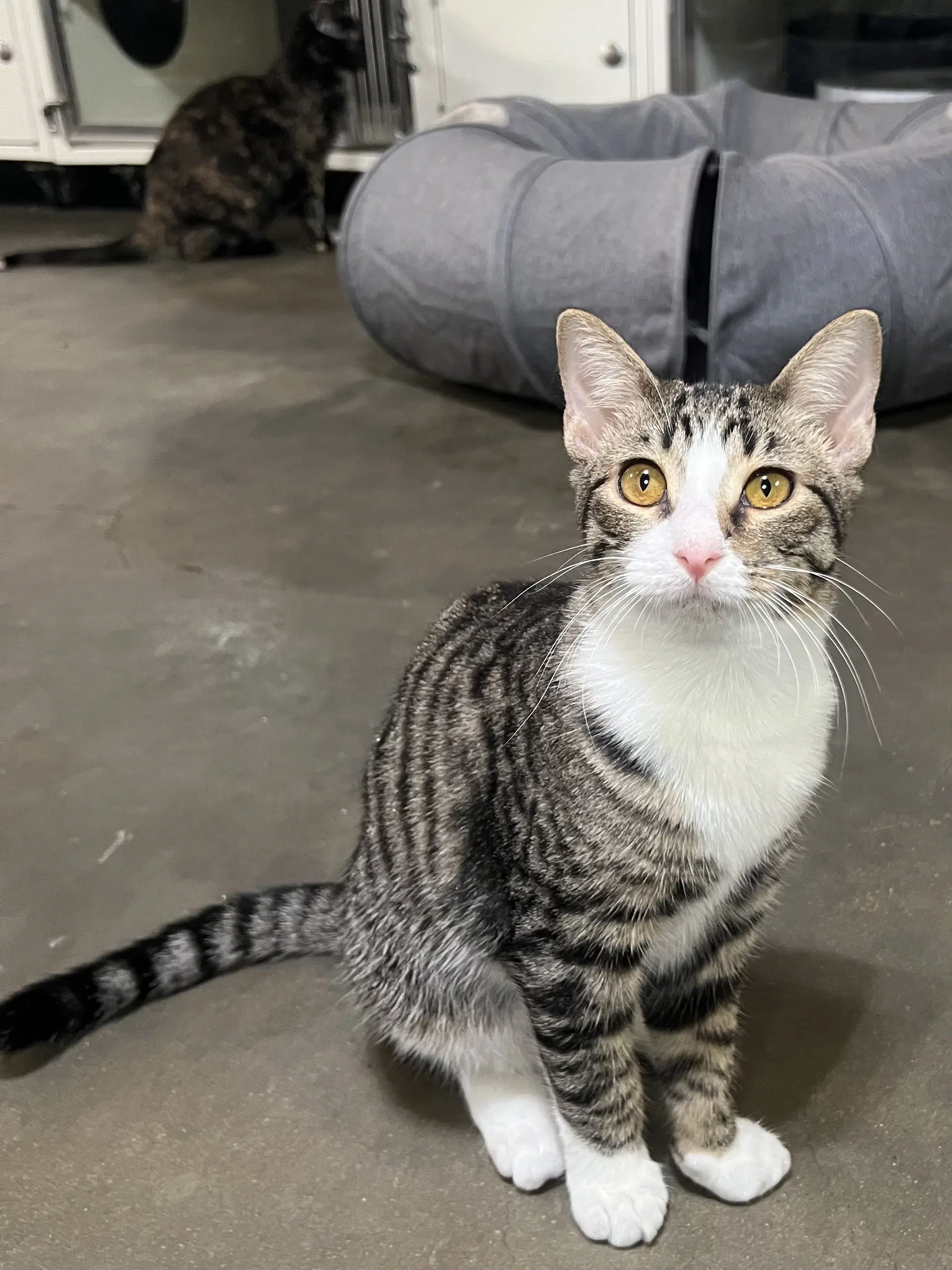 Rum - Domestic Short Hair