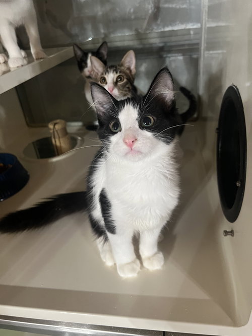 picture of the cat needing adoption