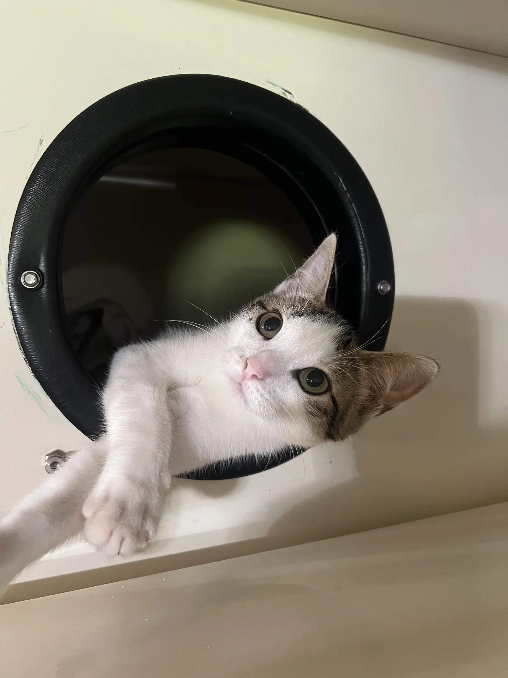 Brandy - Domestic Short Hair