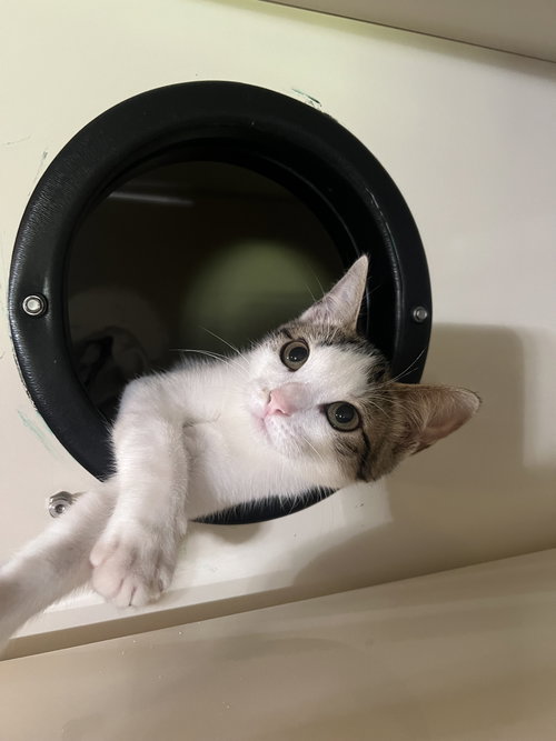picture of the cat needing adoption