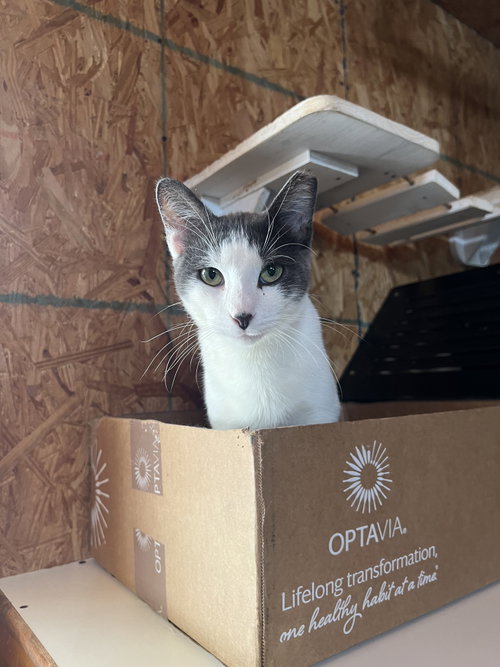 picture of the cat needing adoption