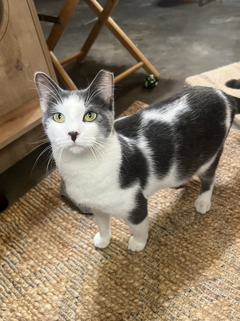 Jonnie, an adult male cat up for adoption
