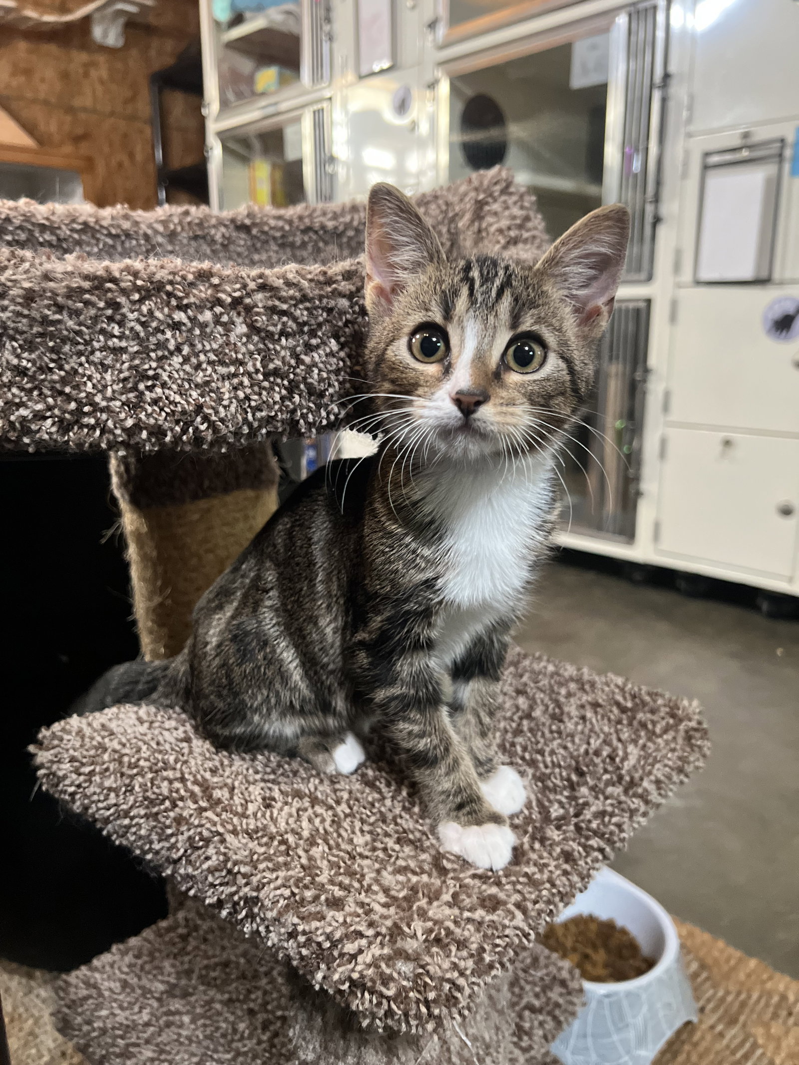 Little Timmy, Domestic Short Hair