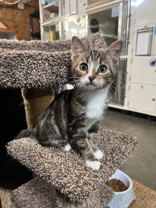picture of the cat needing adoption