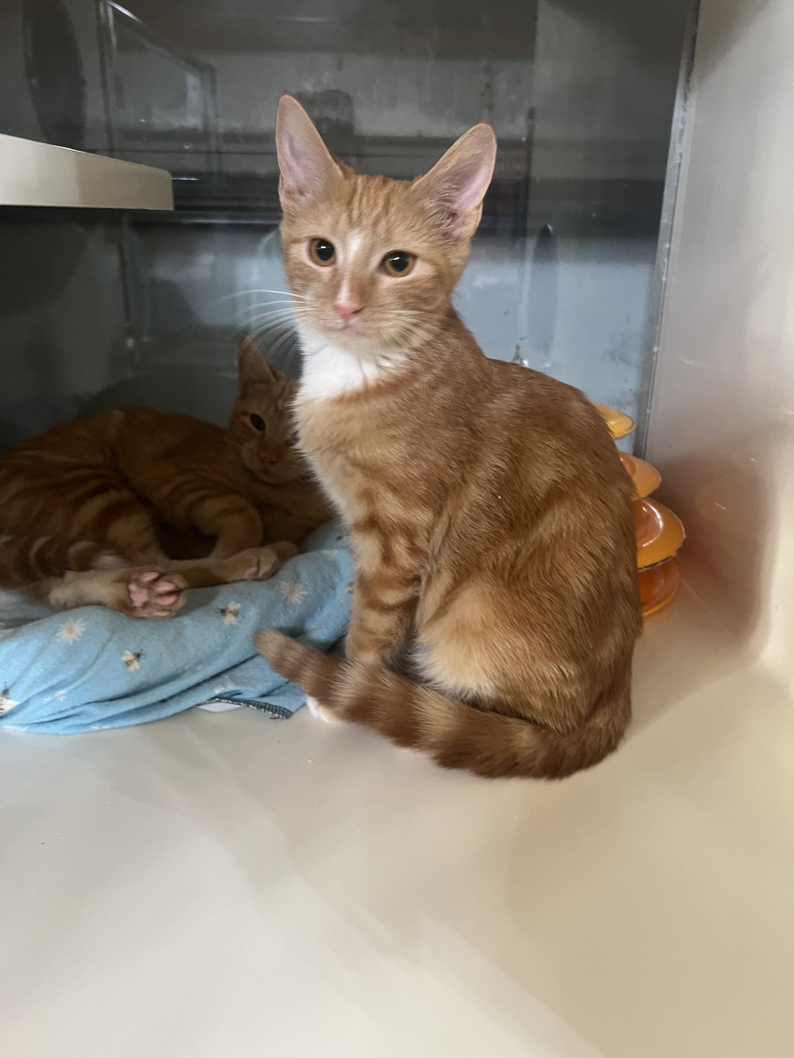 Sundance, Domestic Short Hair
