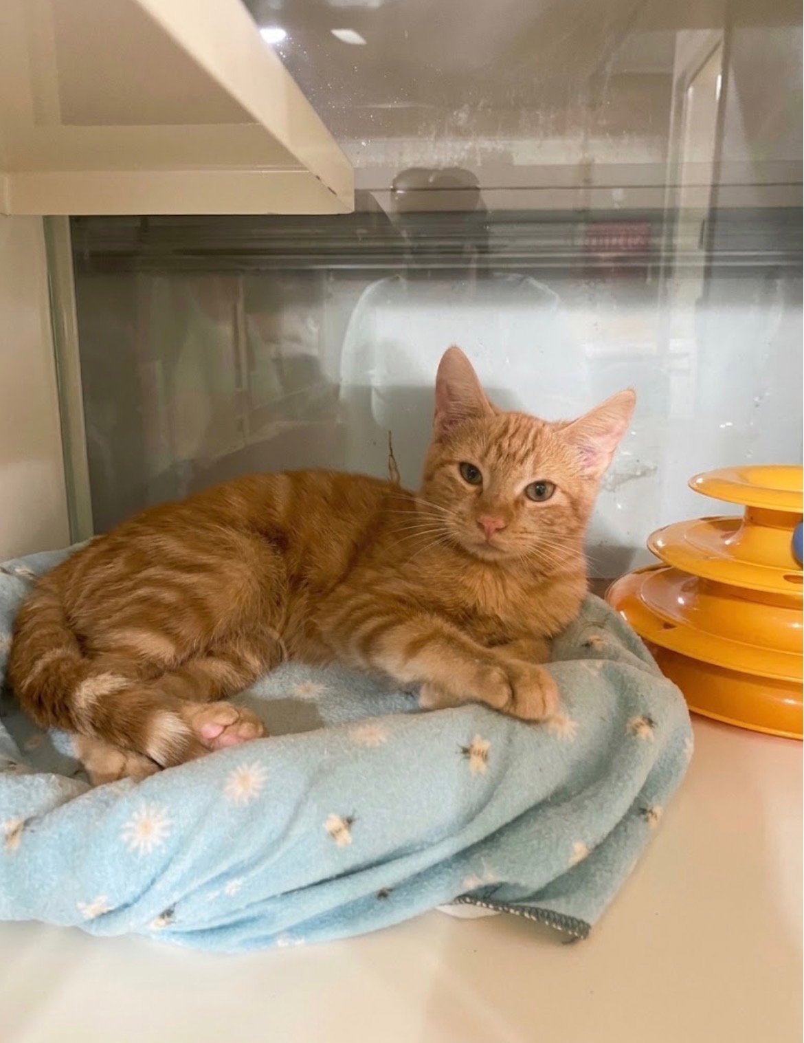 Butch, Domestic Short Hair