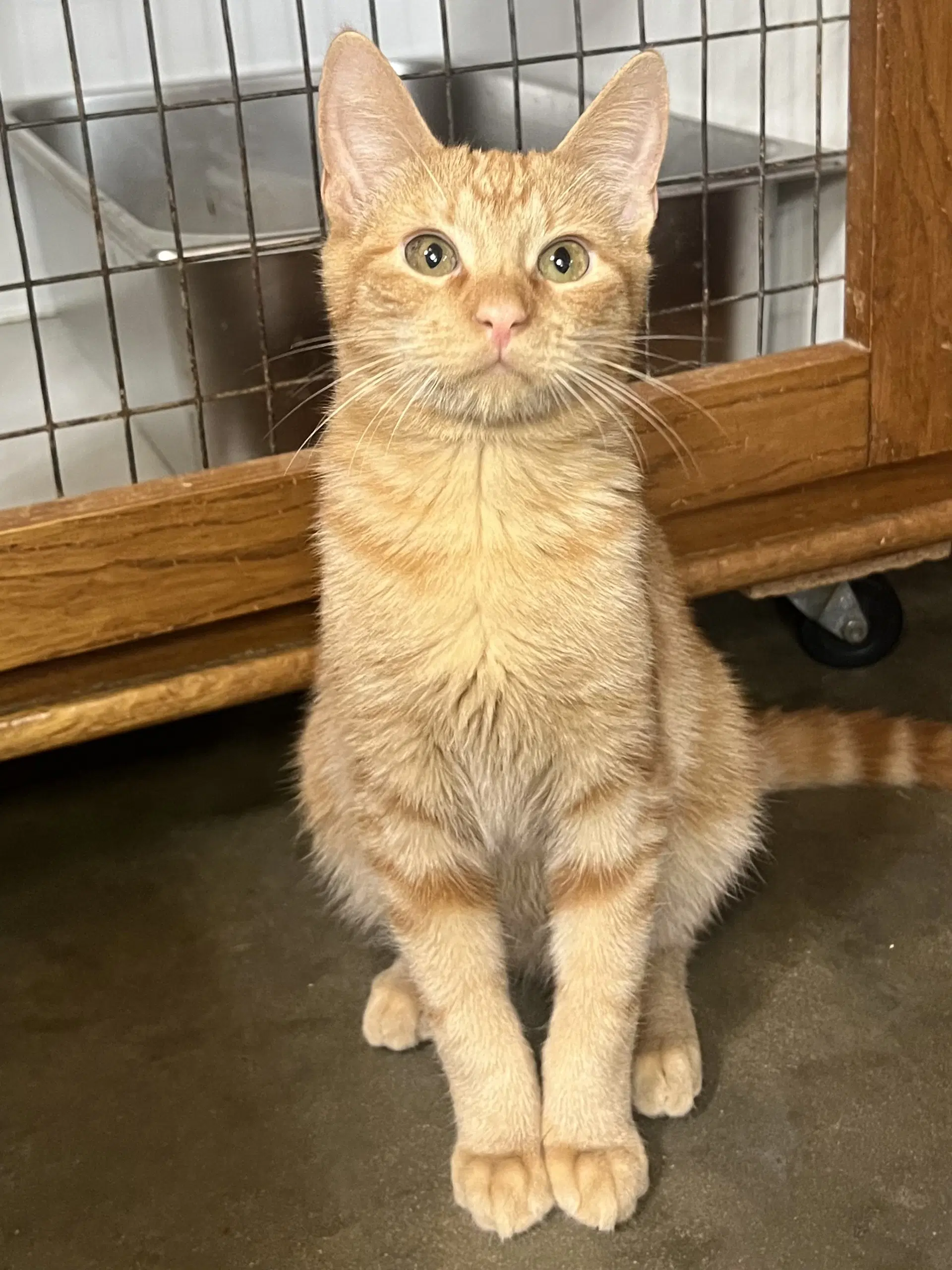 Butch - Domestic Short Hair