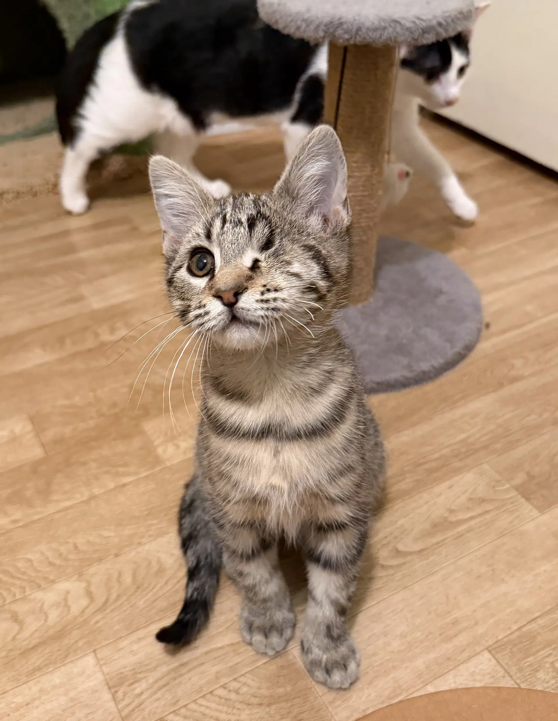 Dolly - Domestic Short Hair