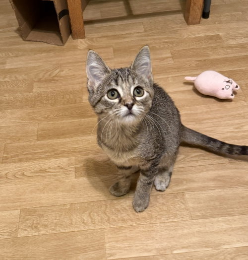 Cassidy, a cat for adoption from PURRS of HOPE Rescue