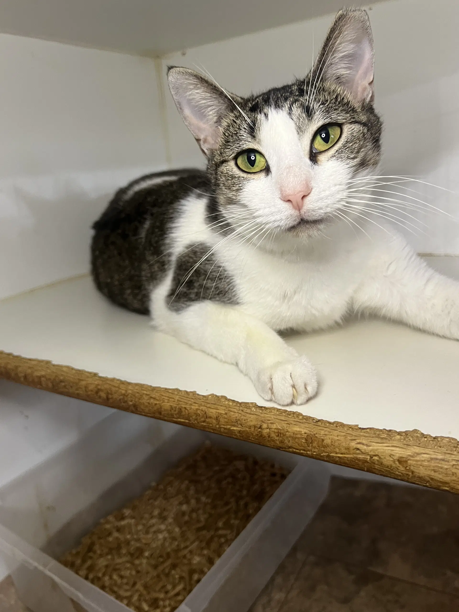 Gidget - Domestic Short Hair