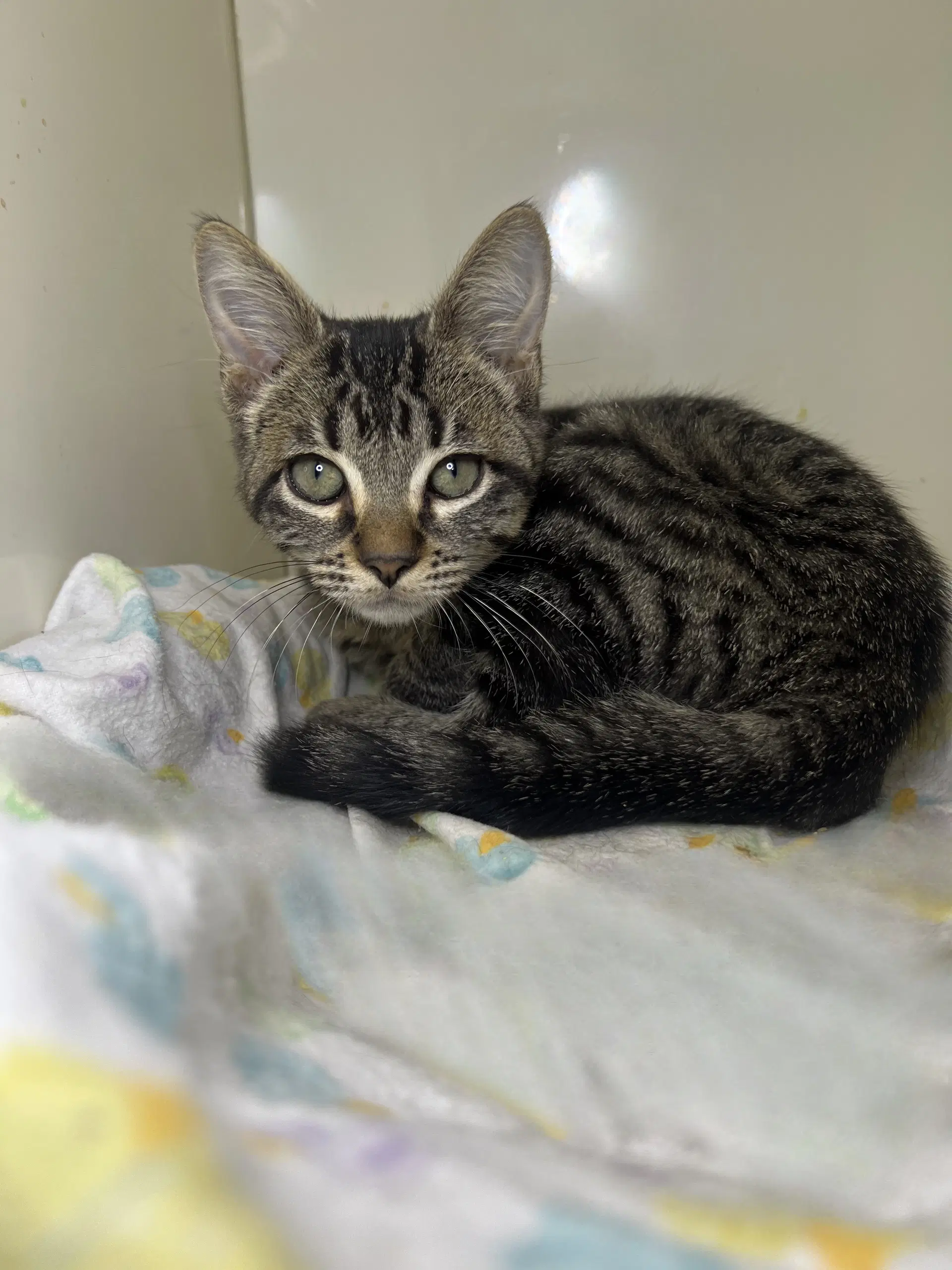 George Jones - Domestic Short Hair