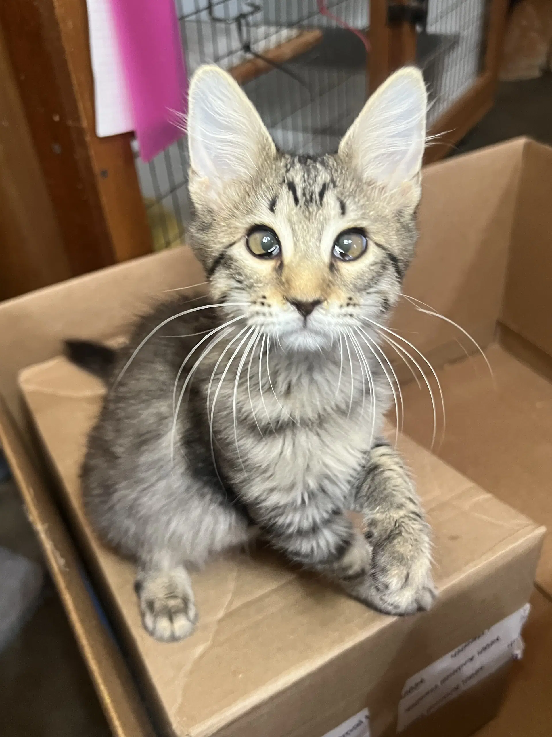 Loretta - Domestic Short Hair