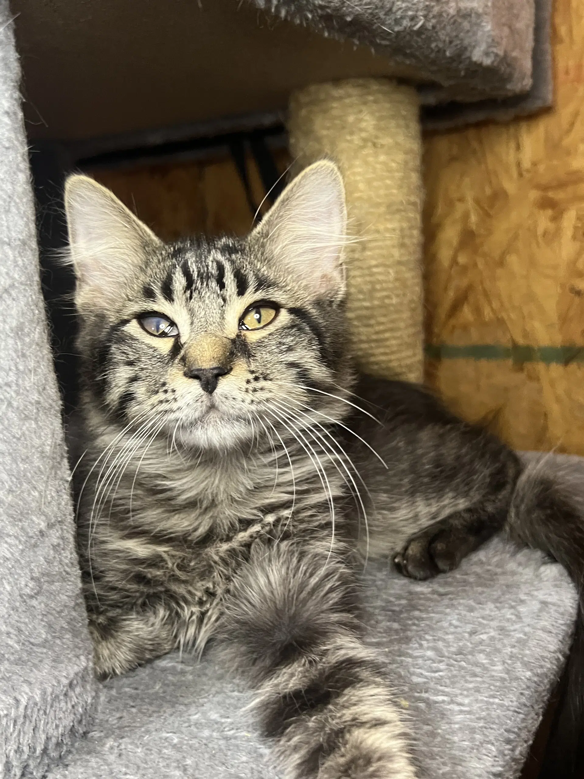 Conway - Domestic Short Hair