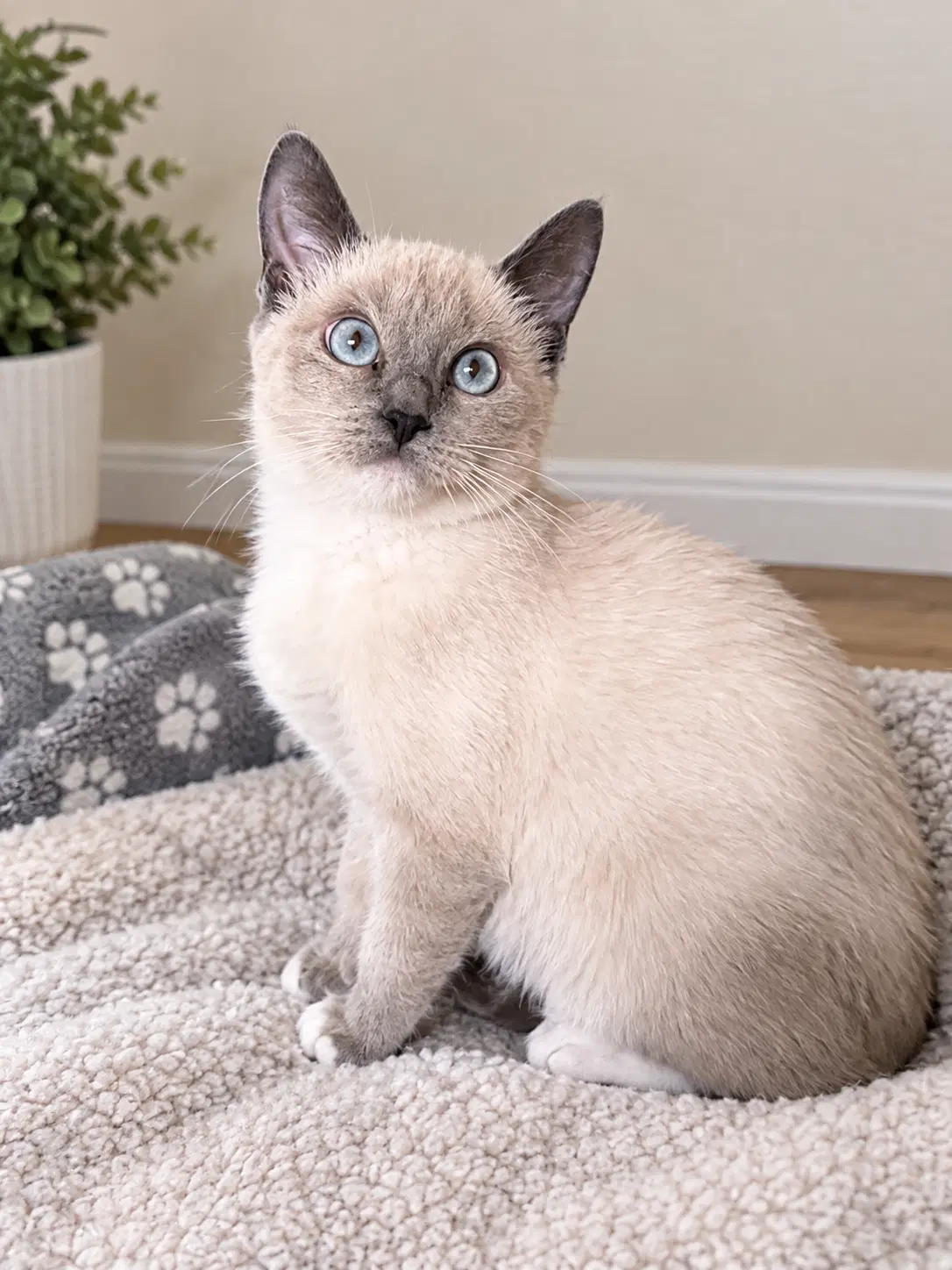 Rosaline - Snowshoe