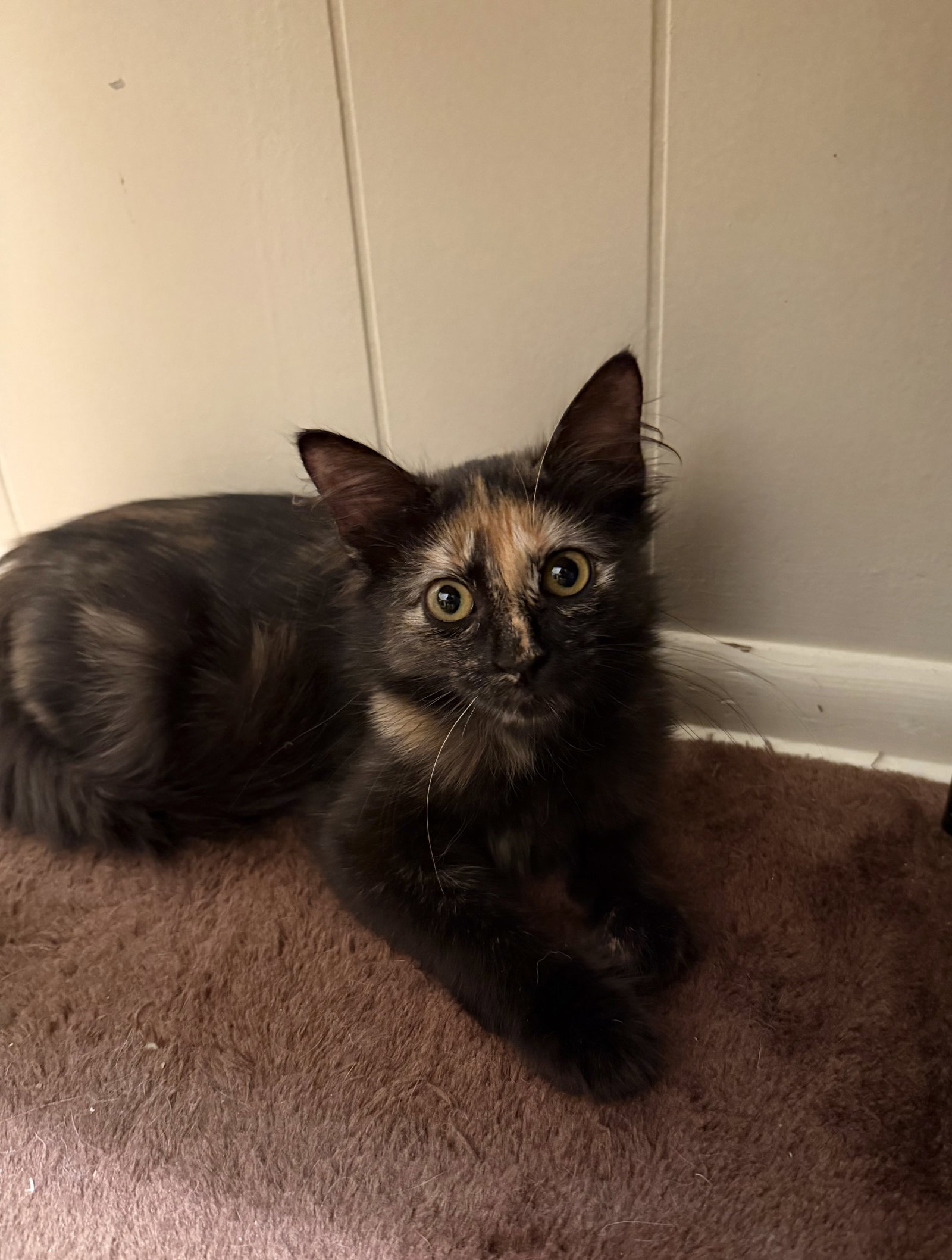 Malani, photo 2