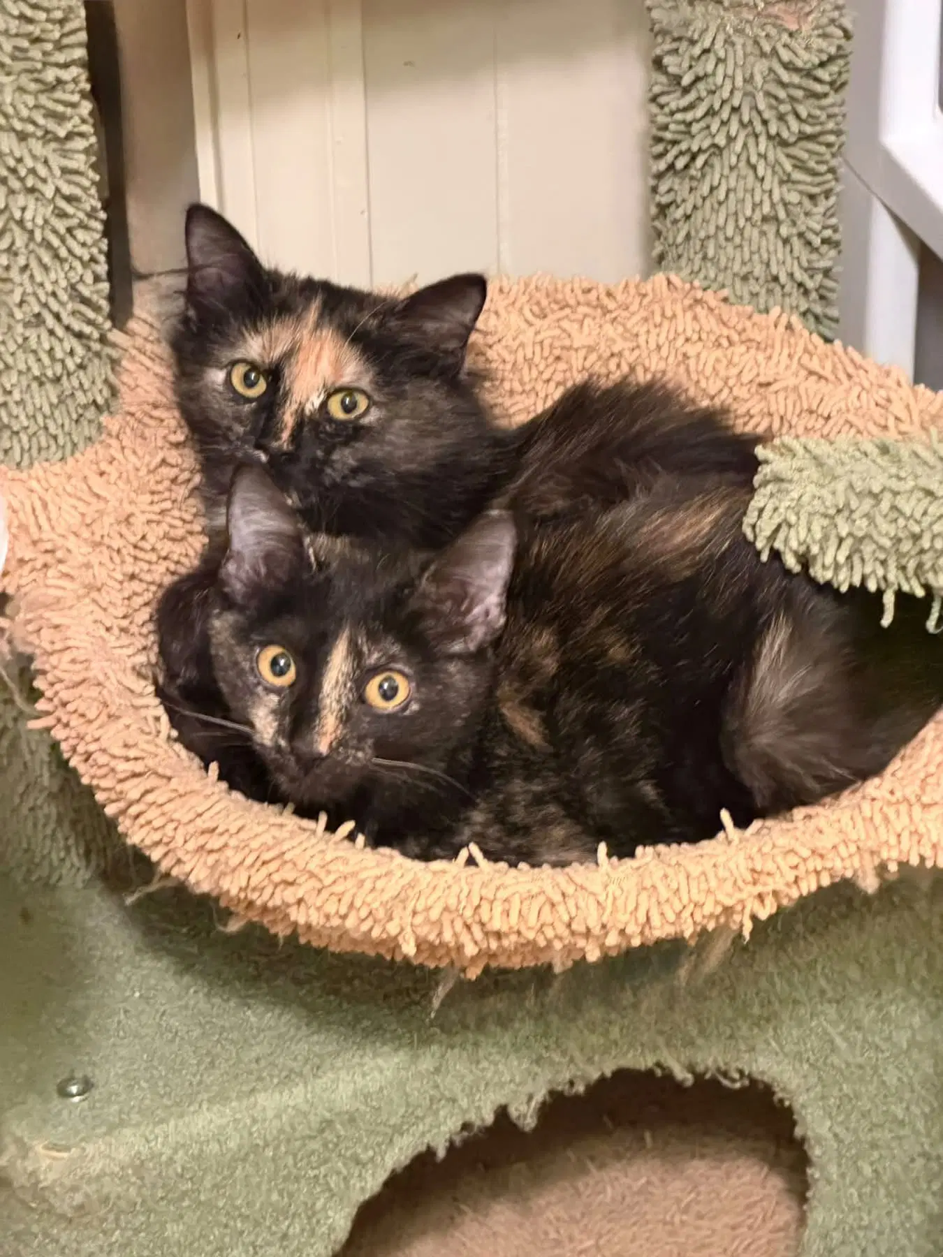 Blaise - Tortoiseshell