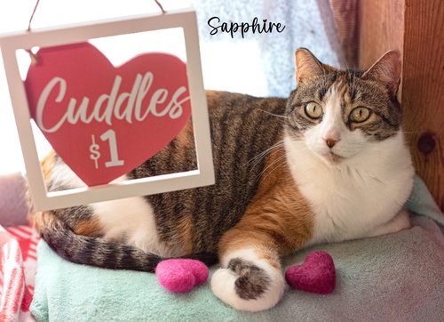 SAPPHIRE, Adult Domestic Short Hair (short coat), cat for adoption in Manassas, Virginia