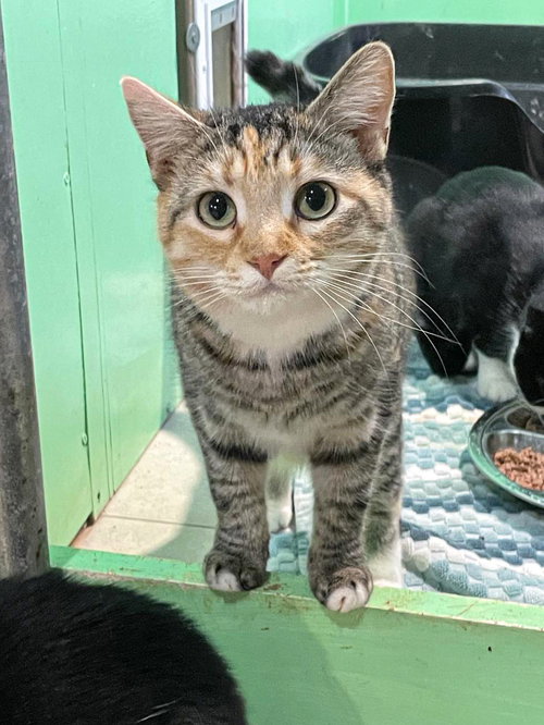 Enya, Adult Domestic Short Hair / Calico (short coat), cat for adoption in Manassas, Virginia