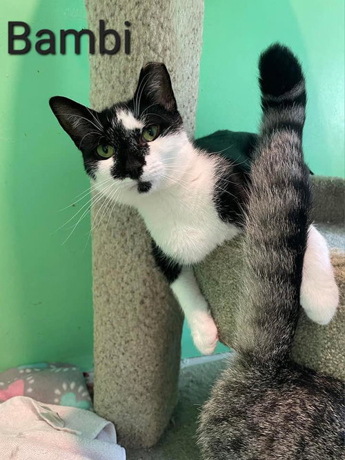 Bambi, Young Domestic Short Hair, cat for adoption in Manassas, Virginia