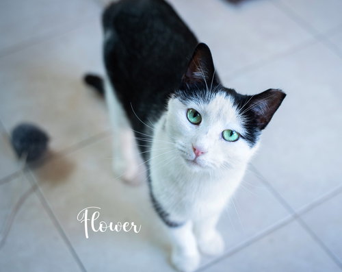 Flower, Adult Domestic Short Hair (short coat), cat for adoption in Manassas, Virginia