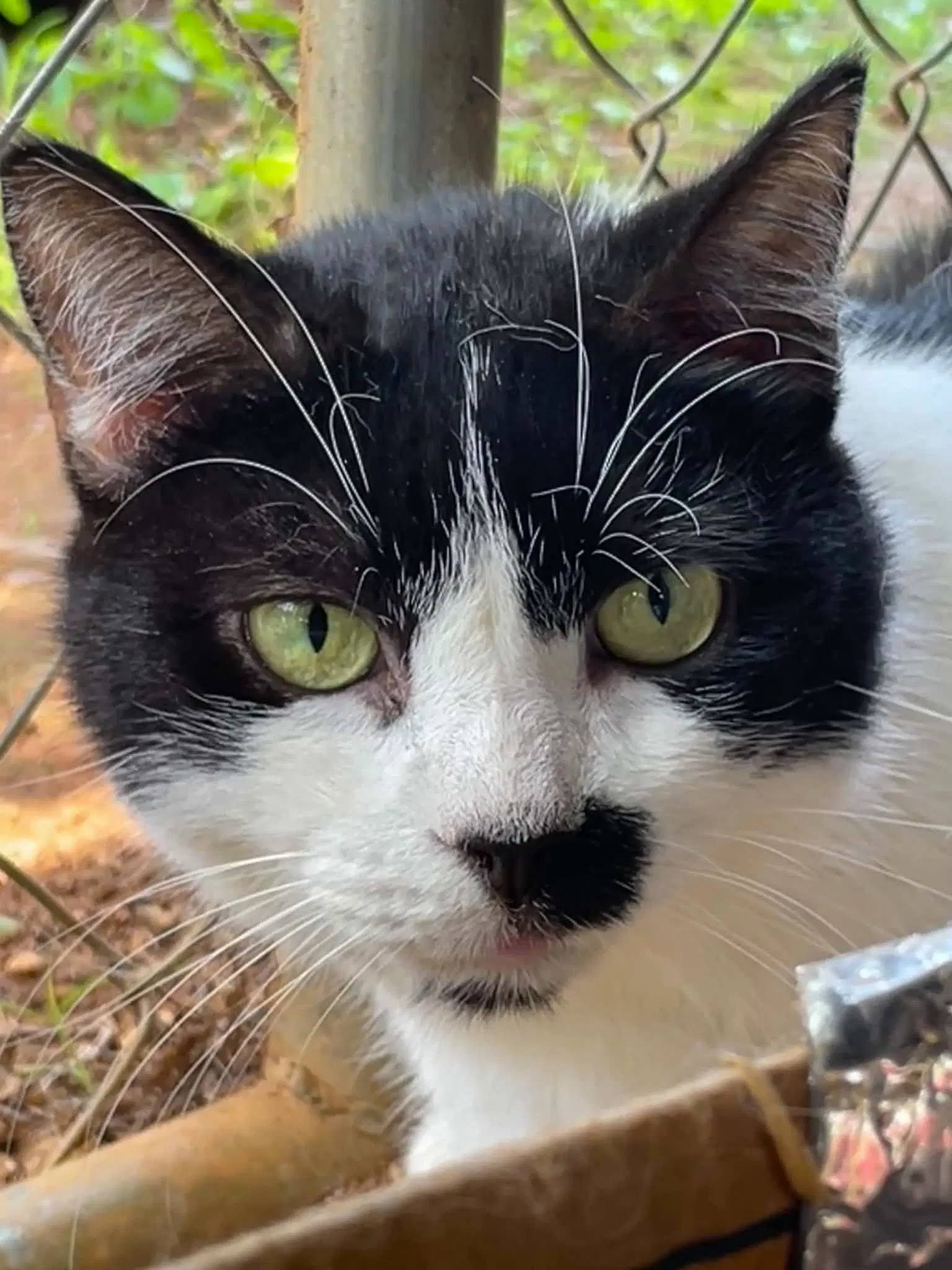 Maggie - Domestic Short Hair