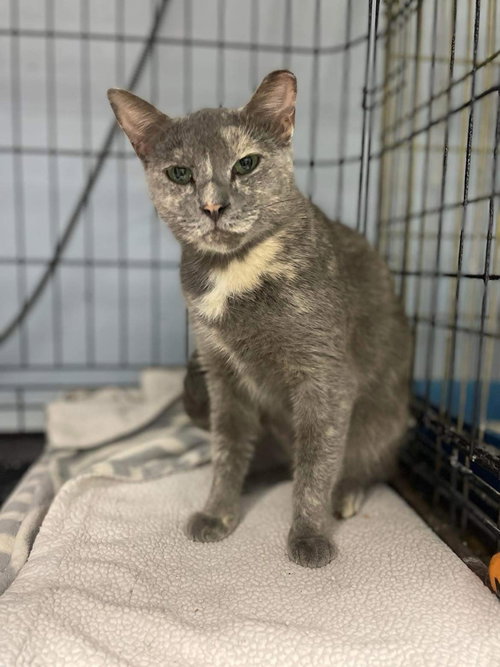 Greybird, Adult Domestic Short Hair (short coat), cat for adoption in Manassas, Virginia