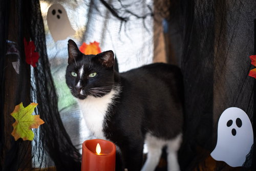 WONKY, Adult Domestic Short Hair, cat for adoption in Manassas, Virginia