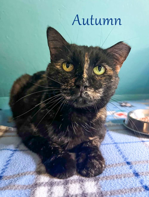 Autumn, an adoptable Tortoiseshell in Flint Hill, VA