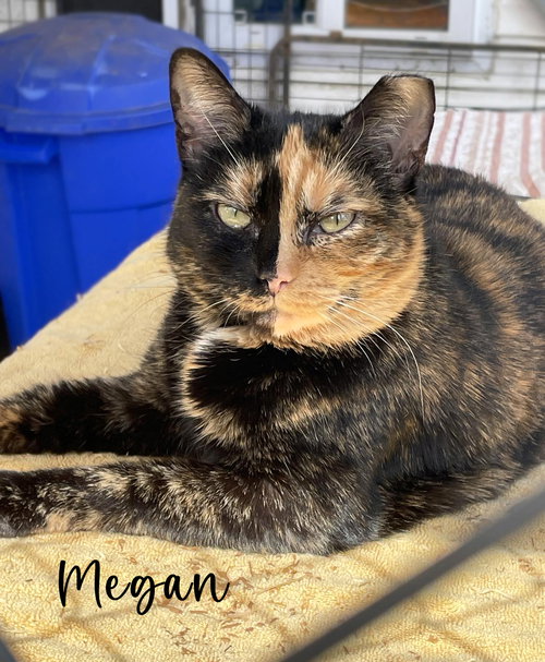 Megan, Young Domestic Short Hair / Tortoiseshell (short coat), cat for adoption in Manassas, Virginia