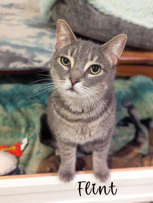 Flint, Adult Domestic Short Hair (short coat), cat for adoption in Manassas, Virginia