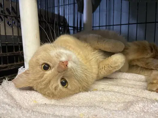 Butterscotch - Domestic Short Hair