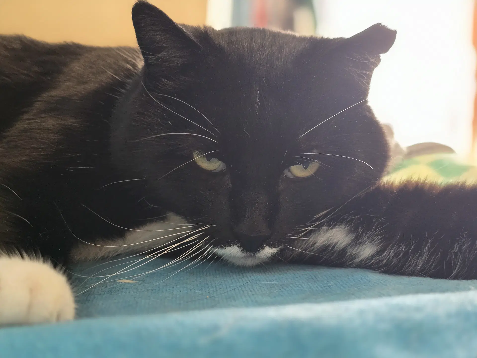 Jeeves image 2