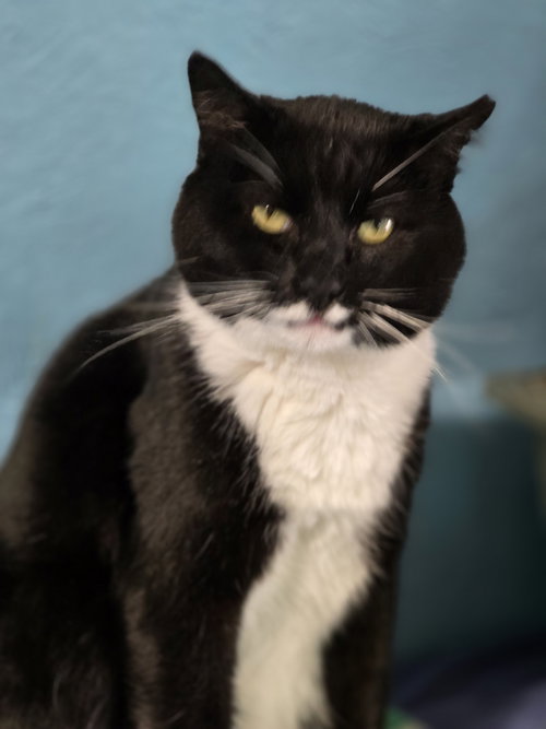Jeeves, Adult Domestic Short Hair (short coat), cat for adoption in Leesburg, Virginia