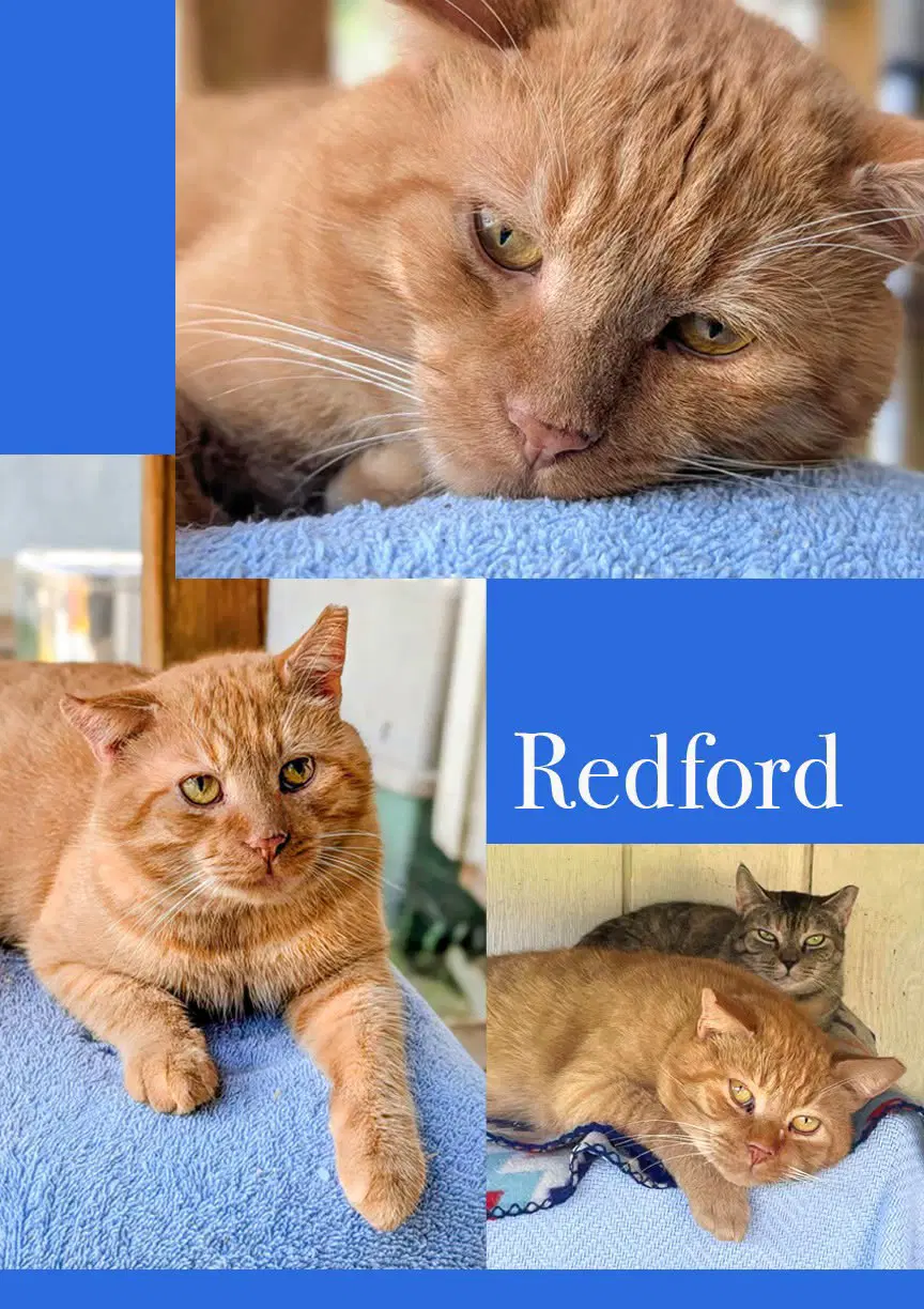 Redford image 4