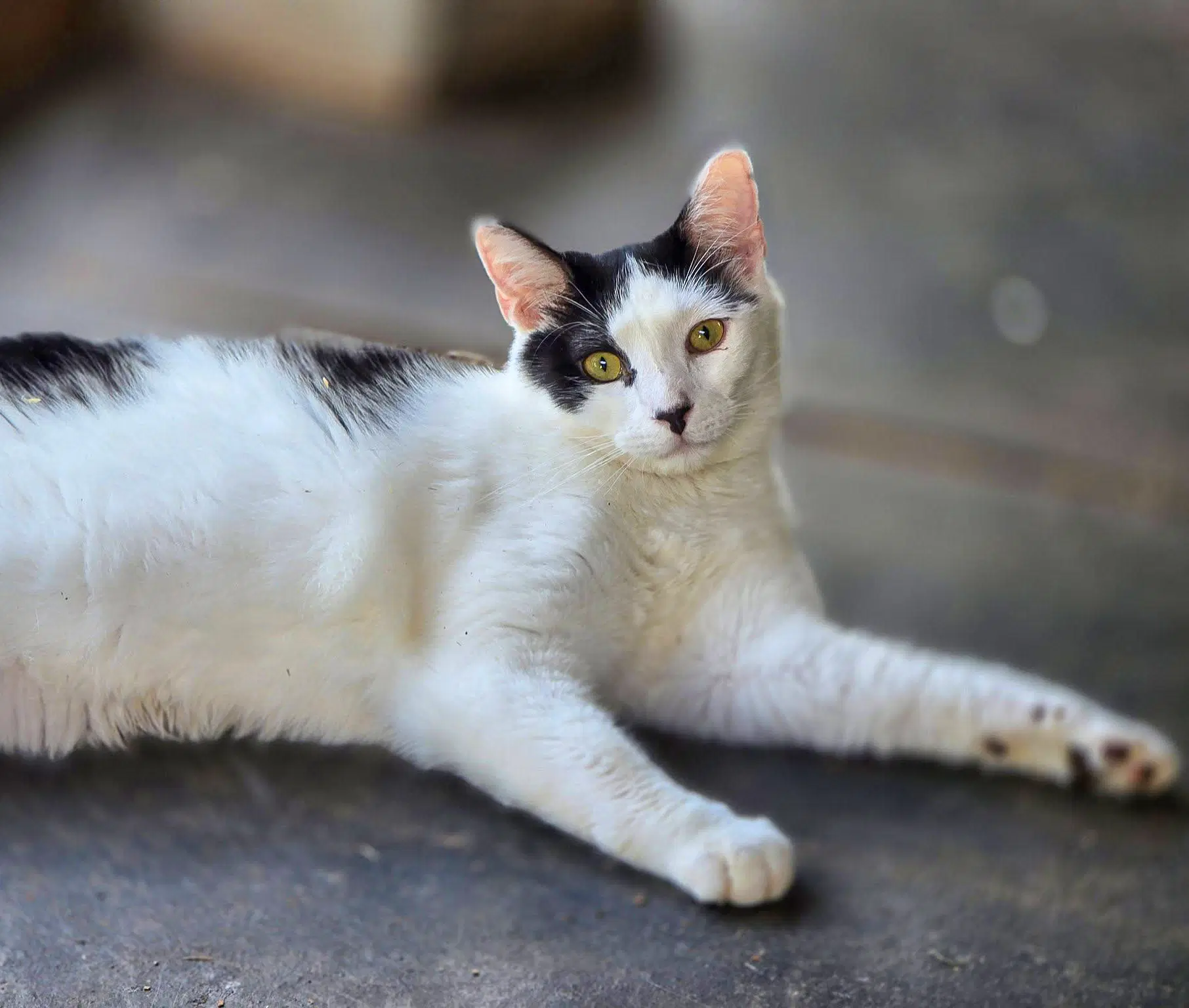 Aero - Domestic Short Hair